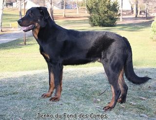 Jenko du Fond des Camps